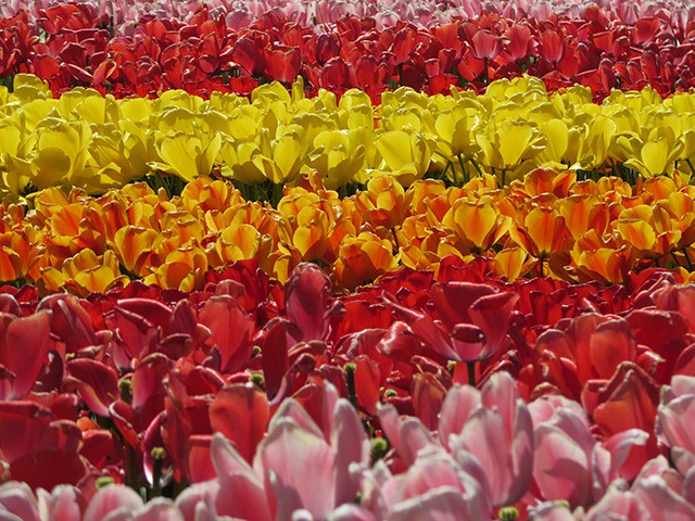 keukenhof - thiên đường của các loài hoa hình 11 keukenhof - thien duong cua cac loai hoa hinh 11