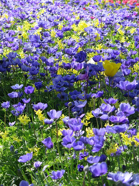 keukenhof - thien duong cua cac loai hoa hinh 18