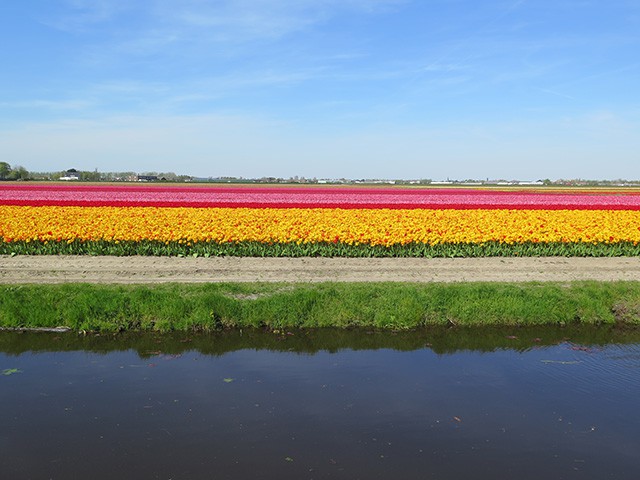 keukenhof - thiên đường của các loài hoa hình 10 keukenhof - thien duong cua cac loai hoa hinh 10