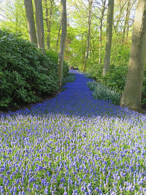 keukenhof - thiên đường của các loài hoa hình 14 keukenhof - thien duong cua cac loai hoa hinh 14