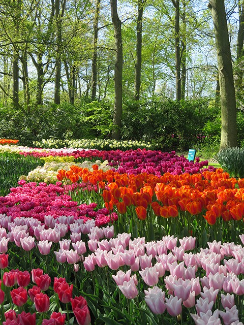 keukenhof - thien duong cua cac loai hoa hinh 13
