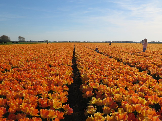 keukenhof - thiên đường của các loài hoa hình 9 keukenhof - thien duong cua cac loai hoa hinh 9