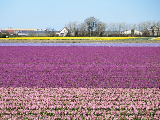 keukenhof - thiên đường của các loài hoa hình 7 keukenhof - thien duong cua cac loai hoa hinh 7