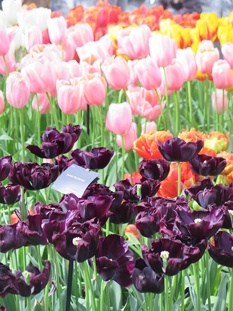keukenhof - thien duong cua cac loai hoa hinh 12