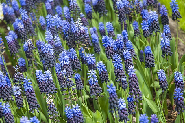 keukenhof - thien duong cua cac loai hoa hinh 15