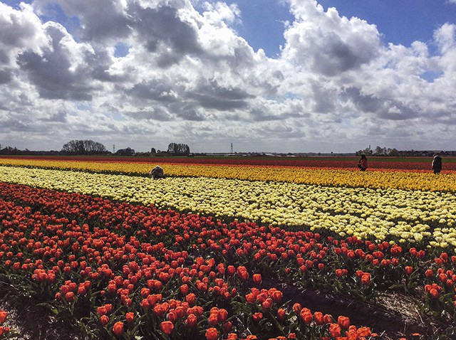 keukenhof - thiên đường của các loài hoa hình 6 keukenhof - thien duong cua cac loai hoa hinh 6