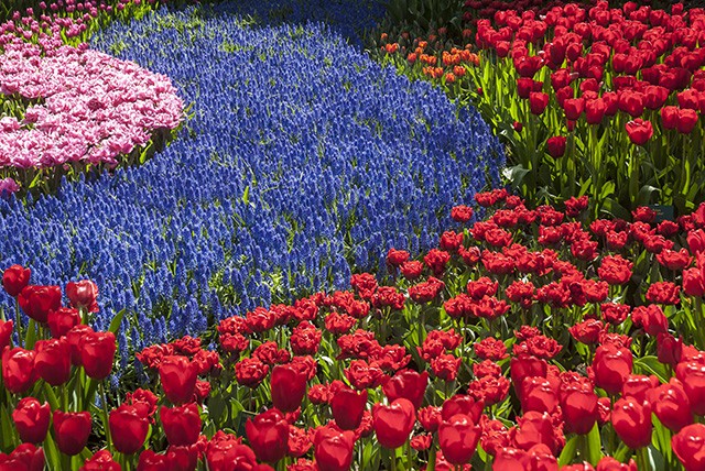 keukenhof - thiên đường của các loài hoa hình 5 keukenhof - thien duong cua cac loai hoa hinh 5