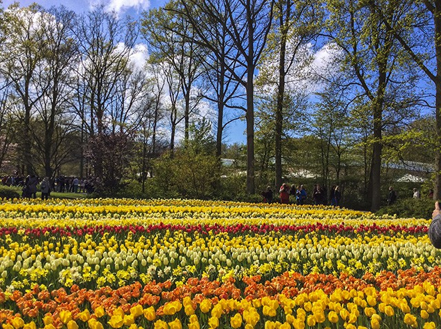 keukenhof - thiên đường của các loài hoa hình 2 keukenhof - thien duong cua cac loai hoa hinh 2