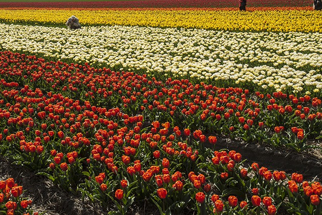 keukenhof - thiên đường của các loài hoa hình 8 keukenhof - thien duong cua cac loai hoa hinh 8