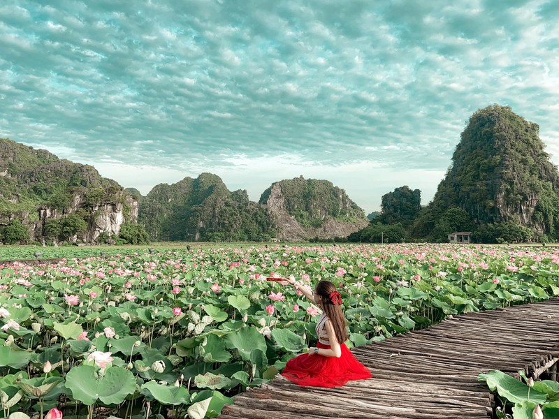 sen mien bac da tan, ho sen ninh binh van no ro hut khach du lich hinh 2