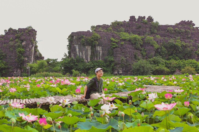 sen mien bac da tan, ho sen ninh binh van no ro hut khach du lich hinh 4