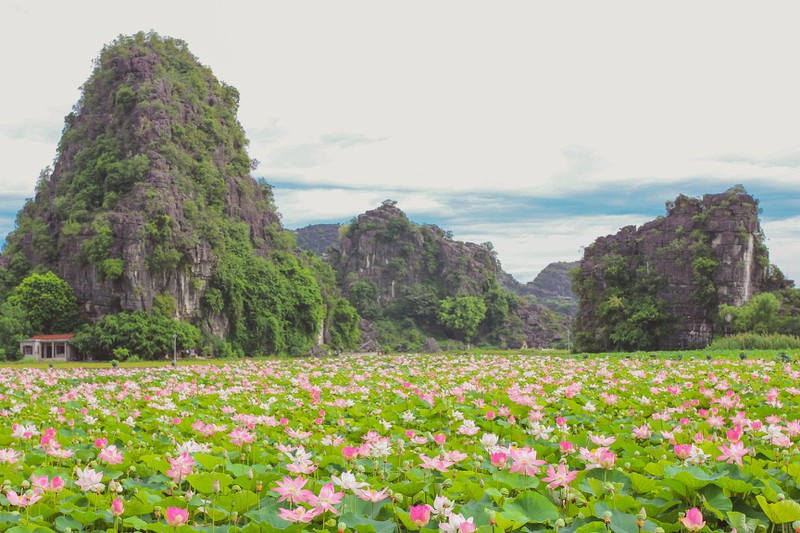 sen mien bac da tan, ho sen ninh binh van no ro hut khach du lich hinh 5