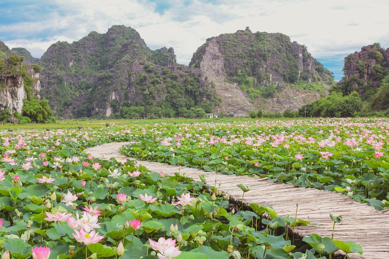 sen mien bac da tan, ho sen ninh binh van no ro hut khach du lich hinh 6