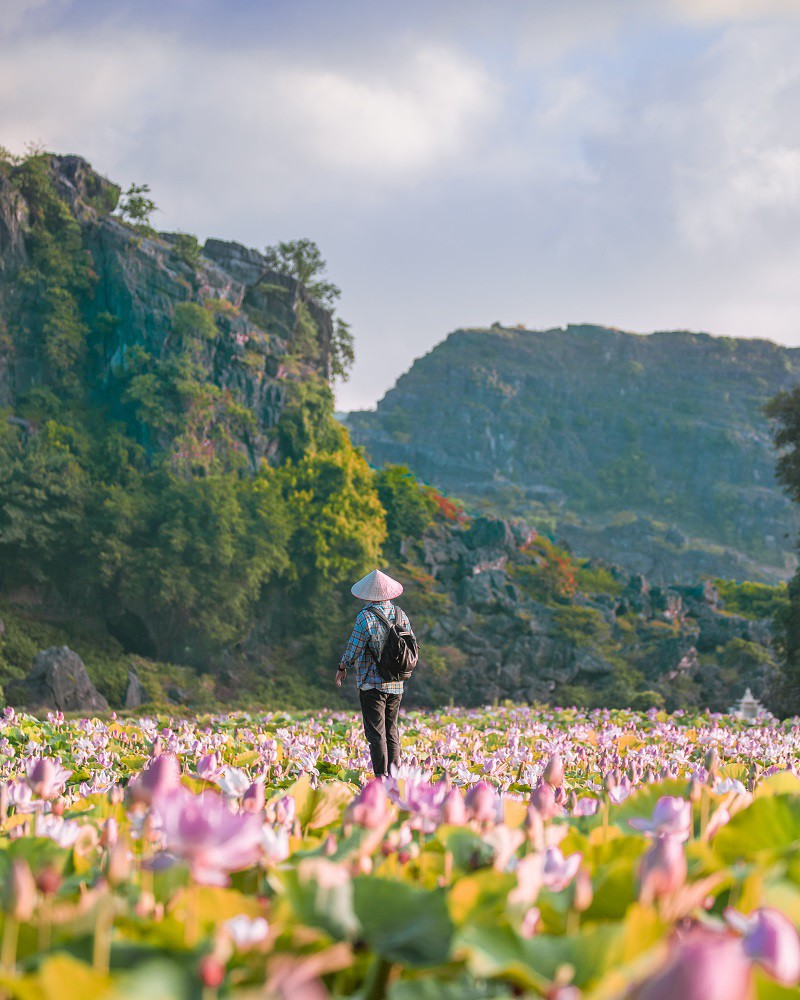 sen mien bac da tan, ho sen ninh binh van no ro hut khach du lich hinh 7