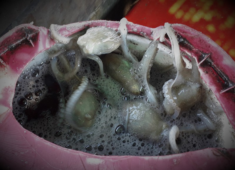 nghe "tha vo oc bat muc" thu tien trieu moi ngay o dat mui hinh 5