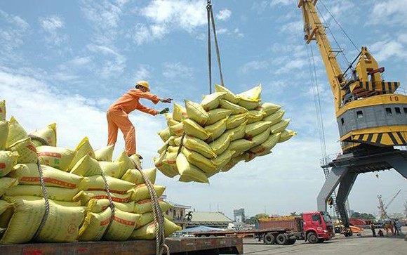 nam 2019, xuat khau gao sut giam 300 trieu usd hinh 1