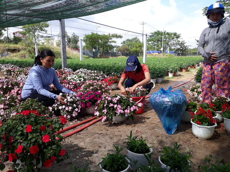 quang nam ron rang vu hoa tet hinh 1