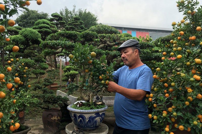 quat 'thang tien' bonsai gay sot, gia chuc trieu hut khach dip tet hinh 10