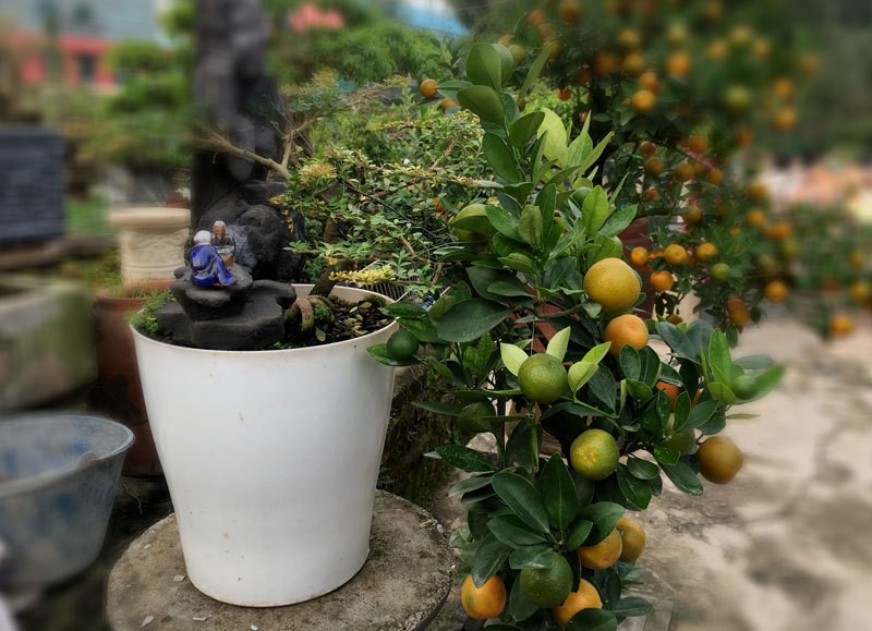 quat 'thang tien' bonsai gay sot, gia chuc trieu hut khach dip tet hinh 2