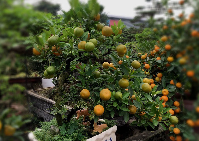quat 'thang tien' bonsai gay sot, gia chuc trieu hut khach dip tet hinh 4