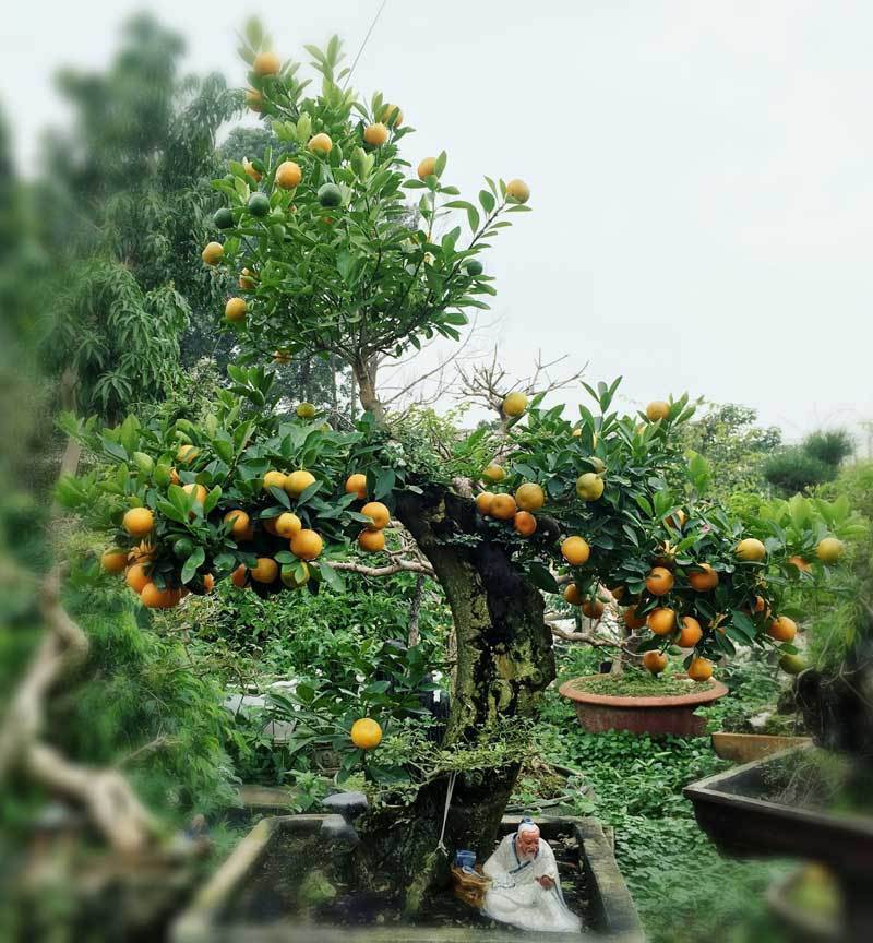 quat 'thang tien' bonsai gay sot, gia chuc trieu hut khach dip tet hinh 5