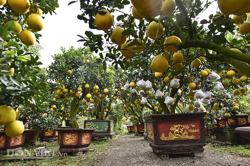 dan buoi choi tet sang chanh toan qua, gia ca tram trieu/cay hinh 1