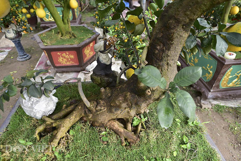 dan buoi choi tet sang chanh toan qua, gia ca tram trieu/cay hinh 6