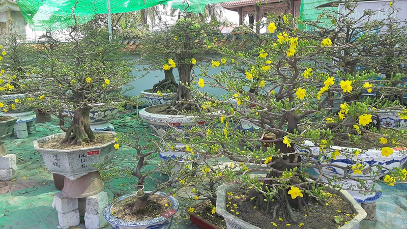 hoa lan tang gia van duoc nguoi mua lua chon hinh 2