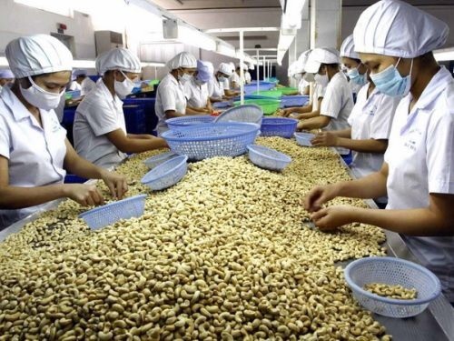 xuat khau dieu 2020: se giam luong, tang chat hinh 1
