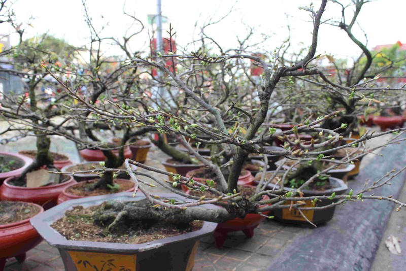 quat tao hinh chuot, mai 800 trieu xuong pho hinh 1