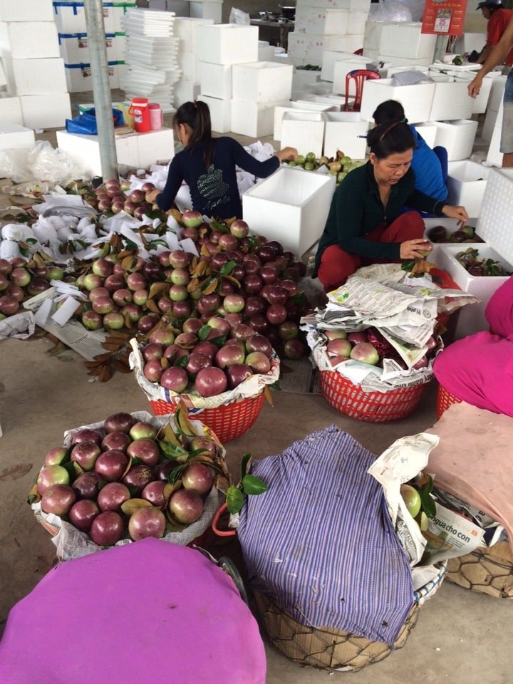 can tet, nhieu loai trai cay o tien giang hut hang, sot gia hinh 2