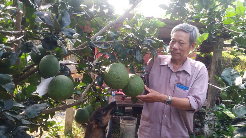 nguoi dang vien vuot kho lam giau tu cay buoi da xanh hinh 1