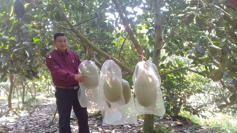 thu tien ty tu sau rieng nghich vu va cac loai trai cay dac san hinh 2