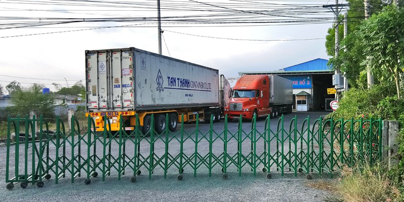 gia thanh long tai binh thuan tut sau giua tam dich corona hinh 2