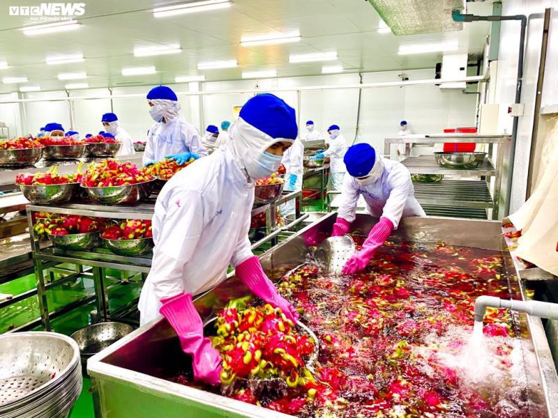 thanh long vot len 40.000 dong/kg la bat thuong, nguoi dan can trong hinh 1
