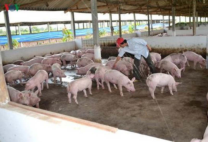 het quy 3, gia thit lon moi co the giam xuong 60.000 dong/kg lon hoi  hinh 1