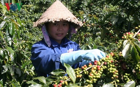 thi truong giam manh do covid-19, gia ca phe thap nhat 10 nam tro lai day hinh 1