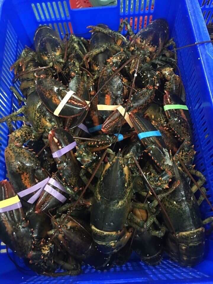 hai san 'nha giau' o at giam gia: nghi le chon nhau ca hoi, tom hum hinh 2