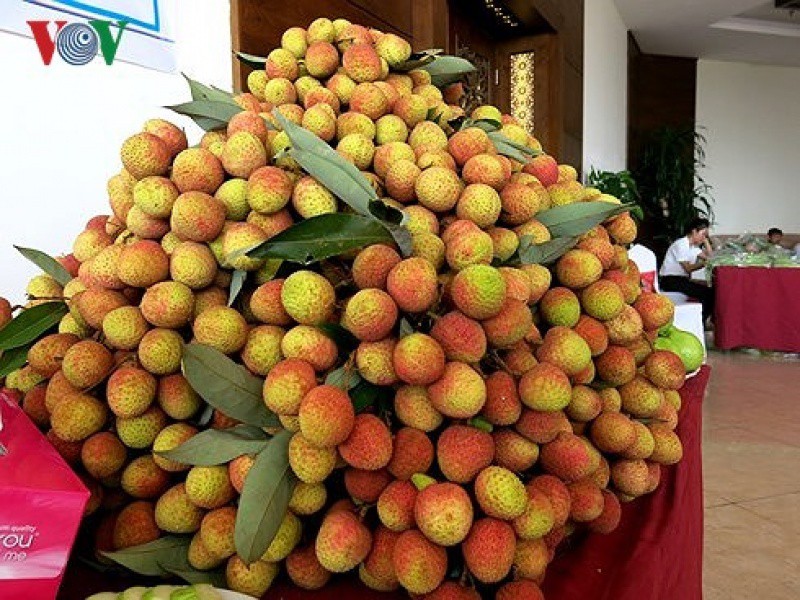 qua trinh dua vai thieu viet nam vao thi truong nhat ban hinh 1