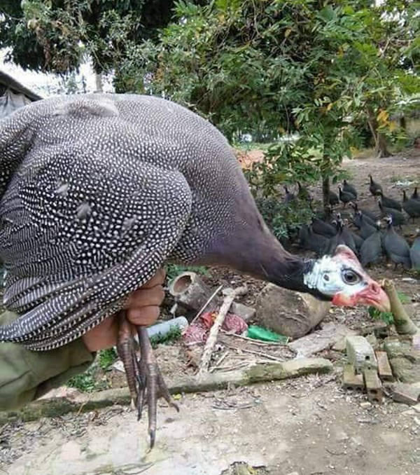 bat ngo loai trung xanh do khac la, gia dat gap 15 lan trung ga hinh 3