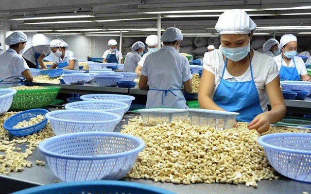 gia dieu nhan trong nuoc cao hon gia xuat khau, doanh nghiep gap kho hinh 1