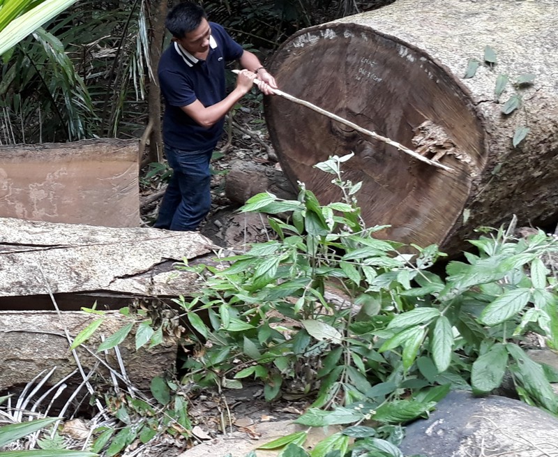 kong chro-gia lai: phat hien thiet hai do pha rung tang gap 4 lan hinh 1