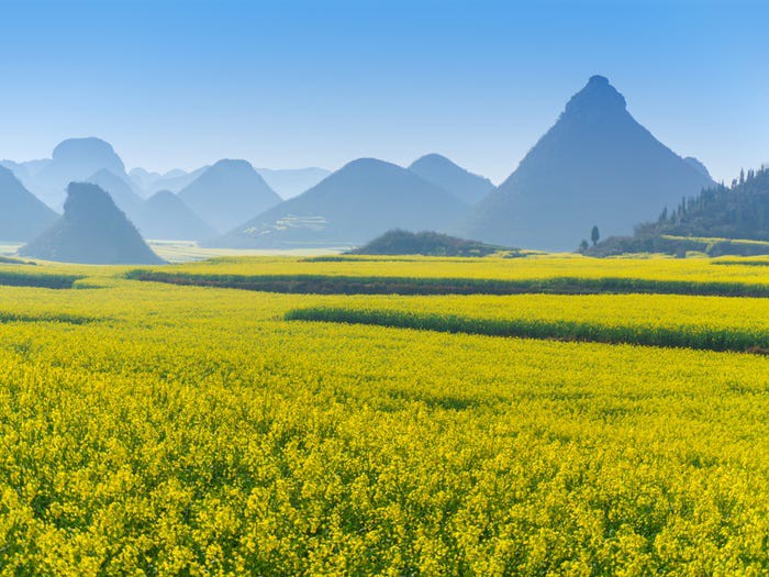 chiem nguong ve long lay cua nhung canh dong hoa dep nhat the gioi hinh 4