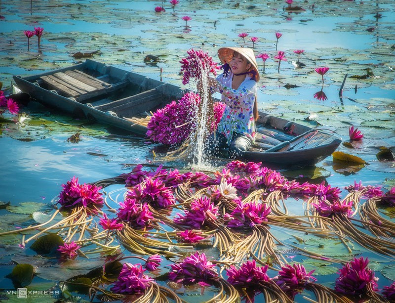 Bông súng miền Tây - VnExpress - Ảnh 7.