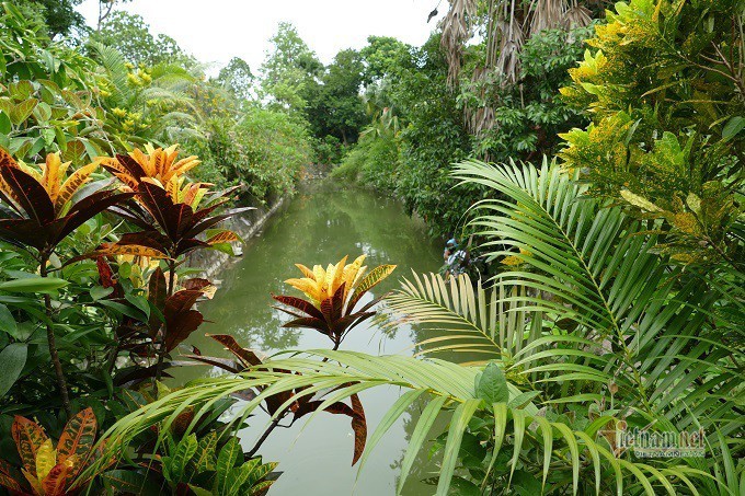 chuyen la trong ngoi nha go hon 100 tuoi o ha nam hinh 2