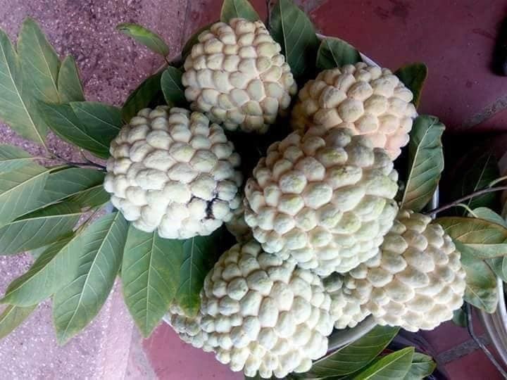 loai na dac biet o hai phong, dan buon ve tan vuon canh mua hinh 2