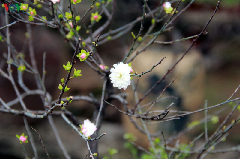 nhat chi mai, thu choi tao nha co gia "bong tay" duoc san lung hinh 3