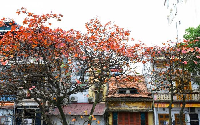 ha noi do ruc, vang lang, dep la ky nhu giua mua thu au chau hinh 6