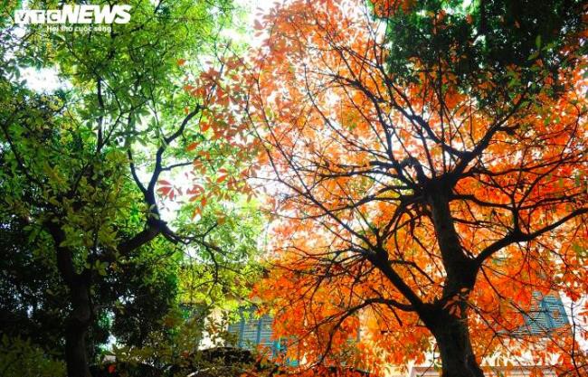 ha noi do ruc, vang lang, dep la ky nhu giua mua thu au chau hinh 9