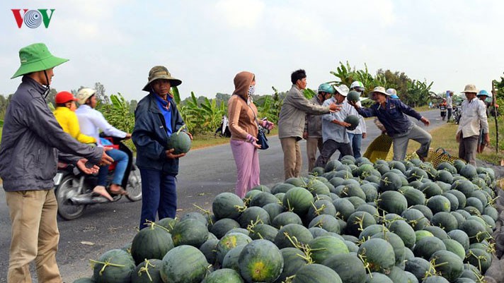 nam ro gia ban trai cay tai trung quoc de chu dong xuat khau hinh 1